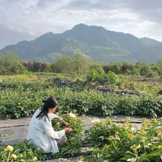 南山花田·