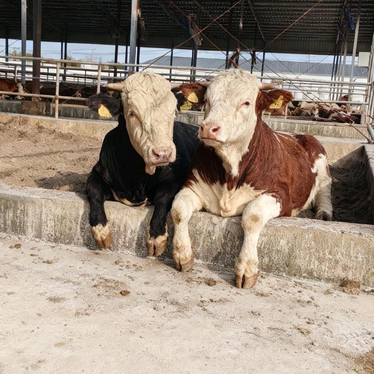 卖完牛肉去钓鱼@