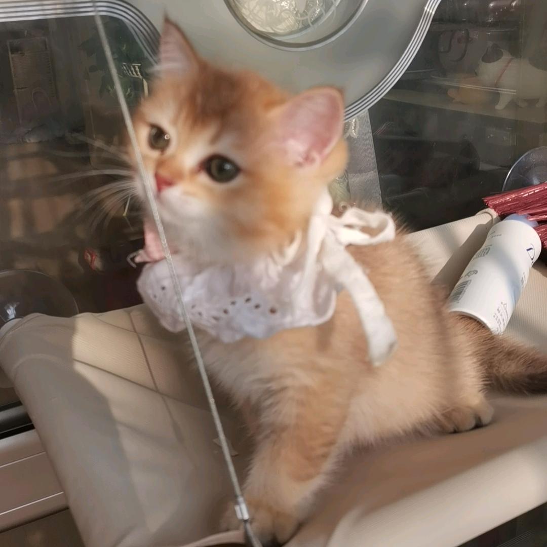 婳