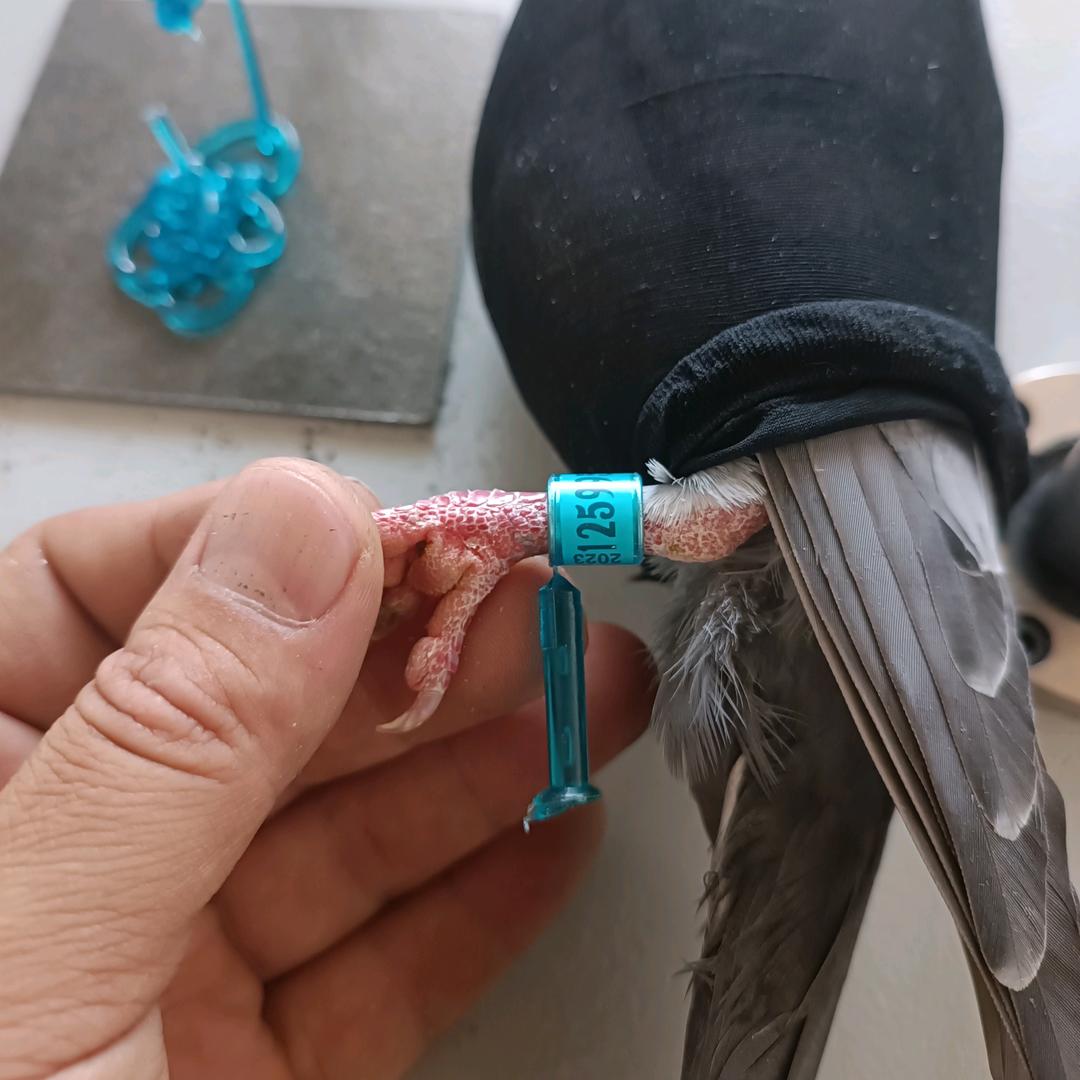 信鸽足环注塑机足环定制