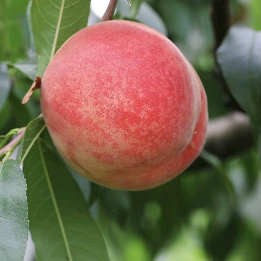 菓露仕剪不断果树苗木专卖店