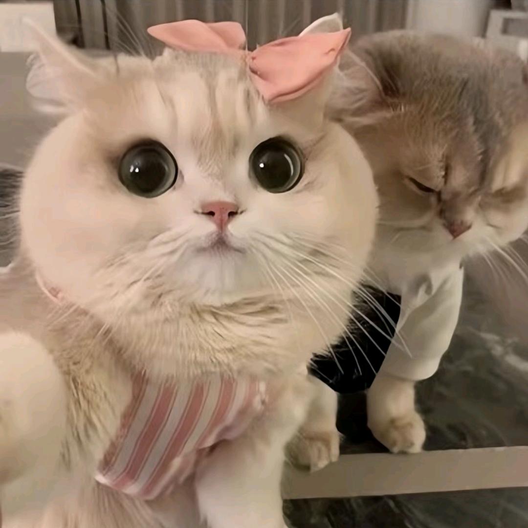 爱吃糖葫芦.
