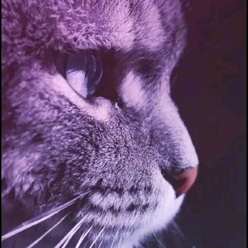 王刚（努力中）