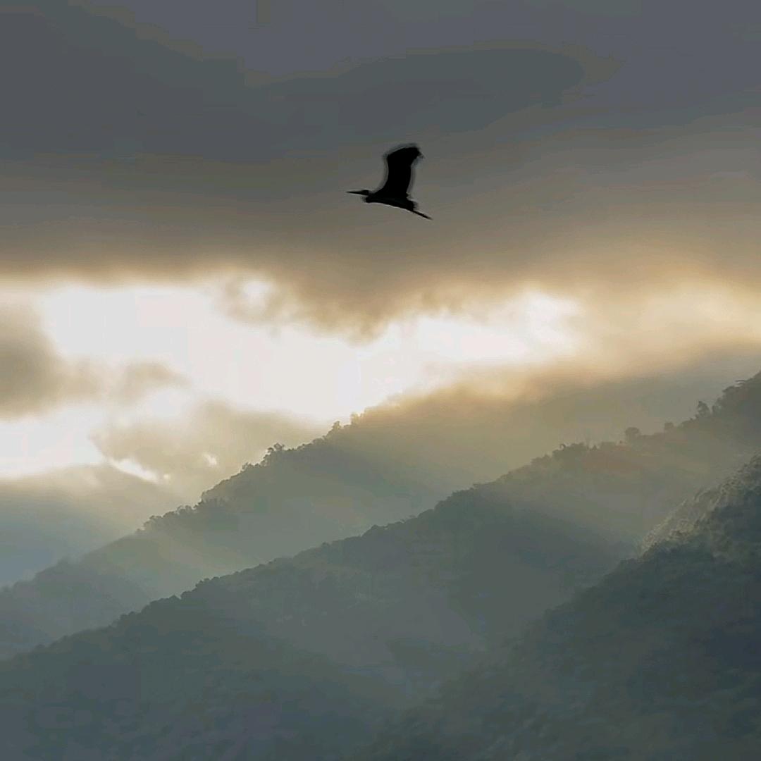 @蟑螂饿霸.