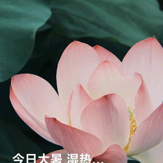聪蕊