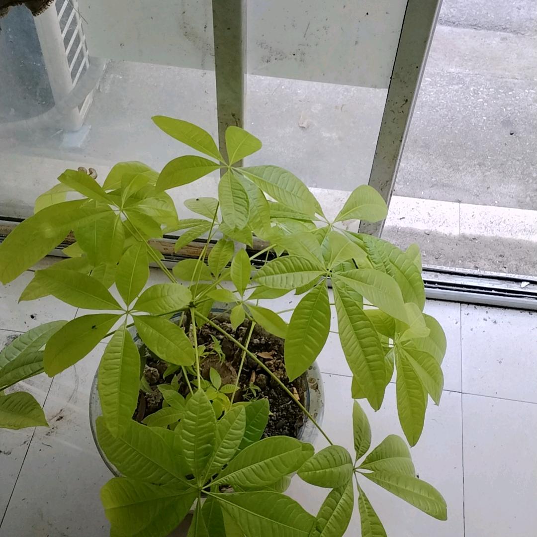 王在蓝