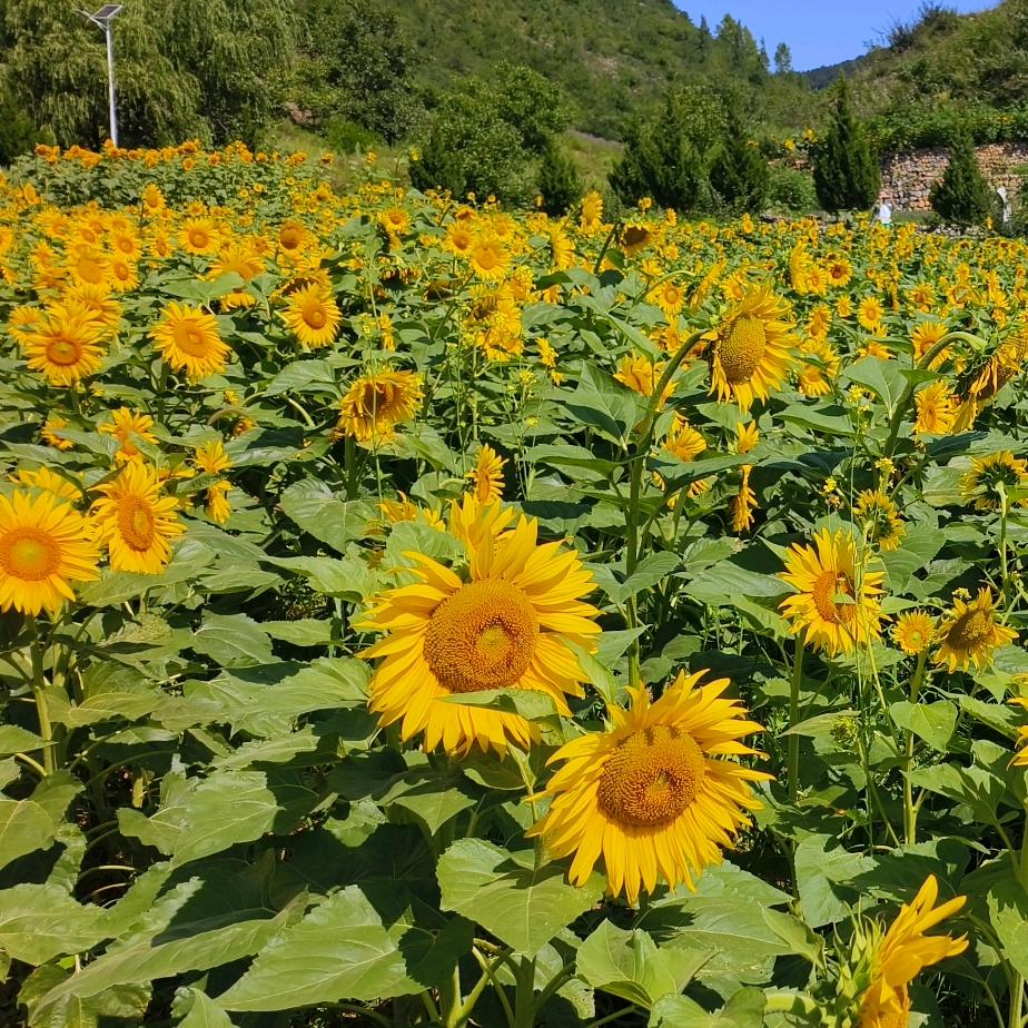 幸福吖