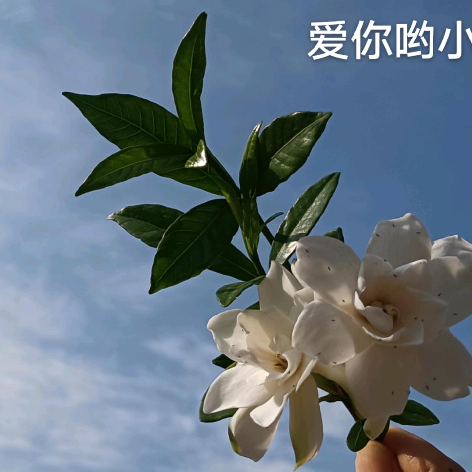 &梅烦恼