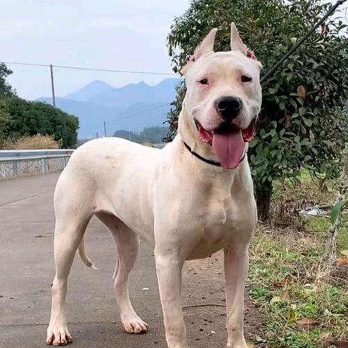 山农杜高犬