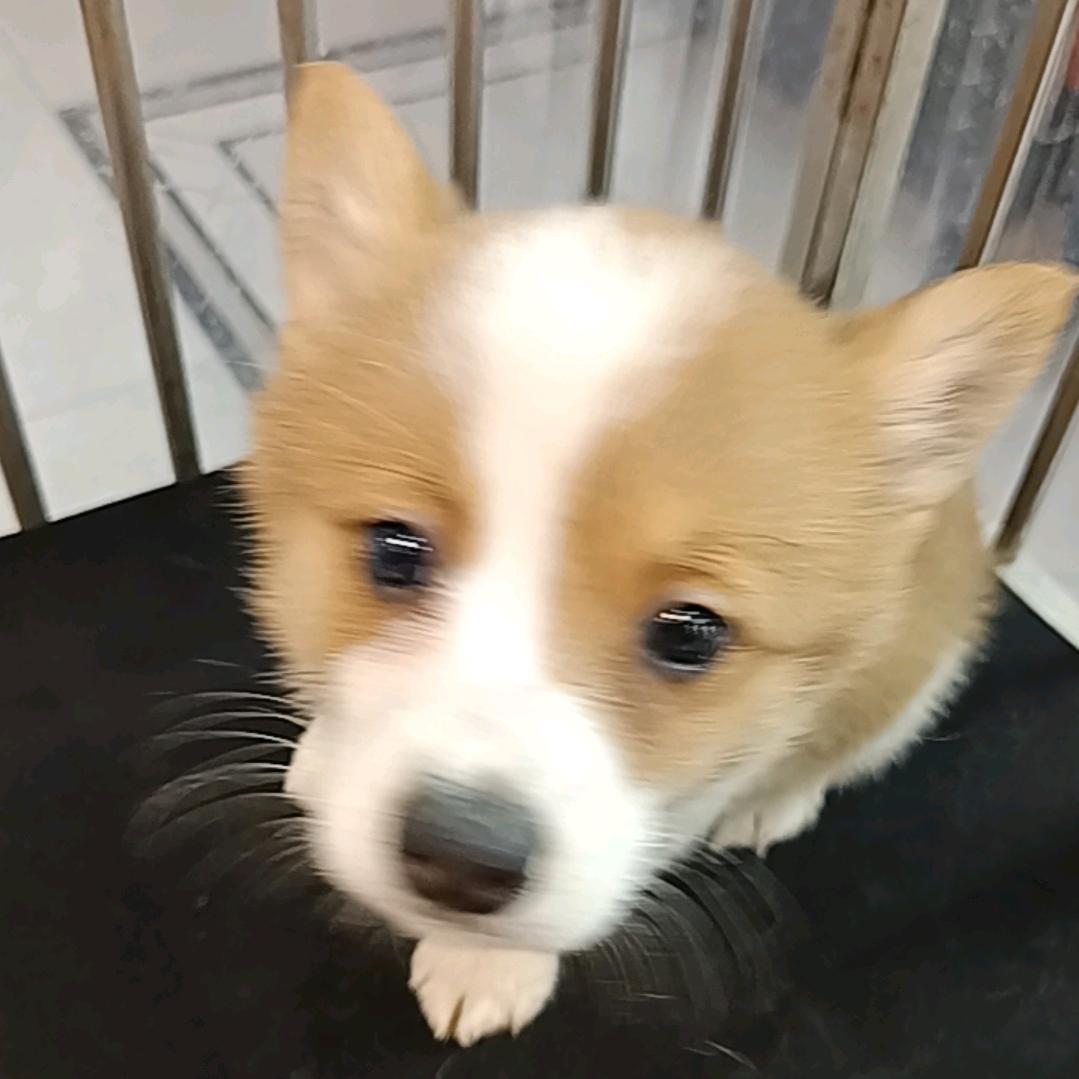 三只猴萌宠