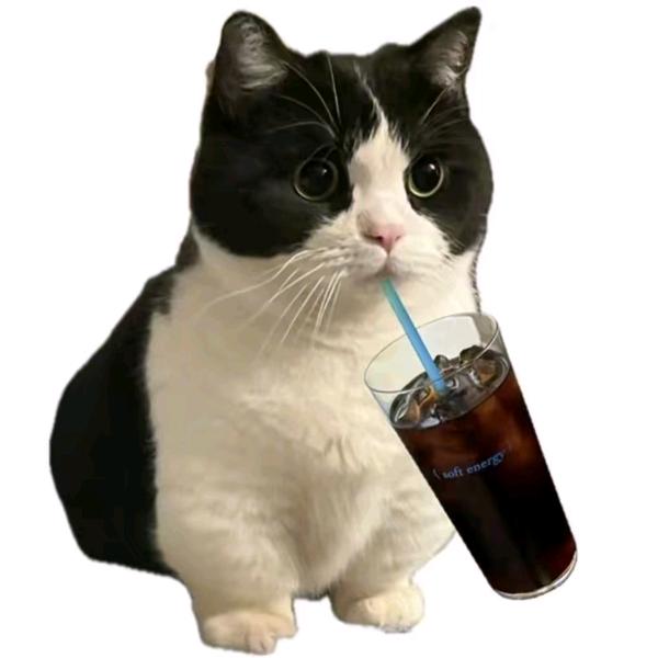 猫还没有名字