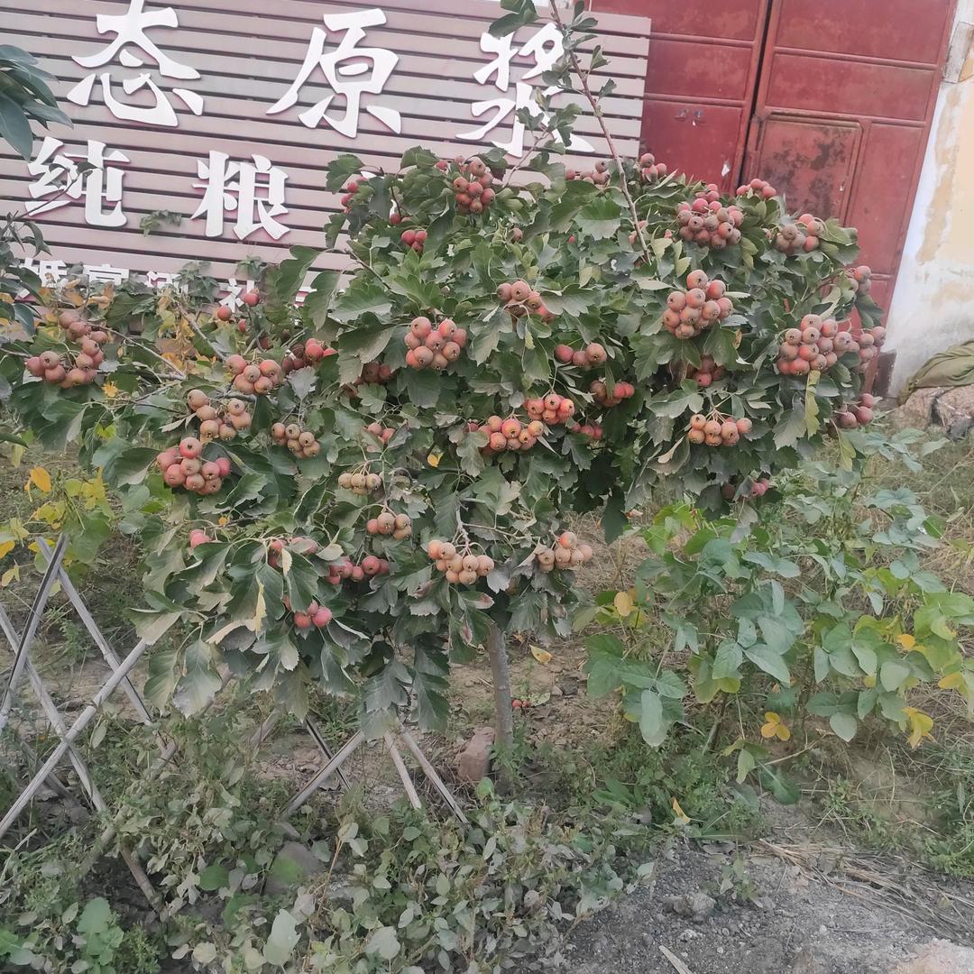 高山流水。