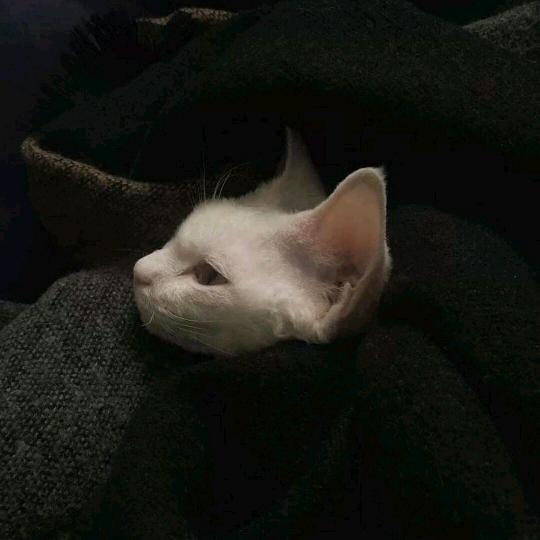 蓝颜⑨