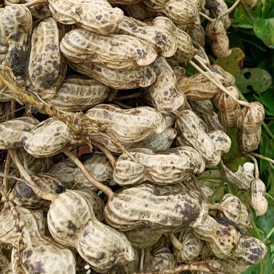 沙土花生🥜