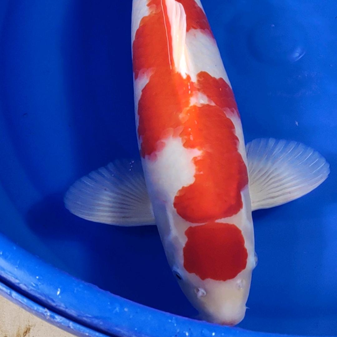 花旺鱼锦鲤
