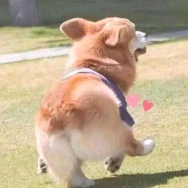 菠萝啊菠萝