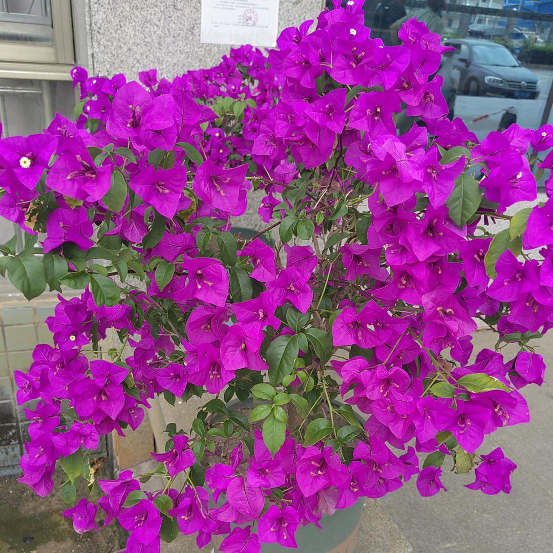 花落谁家