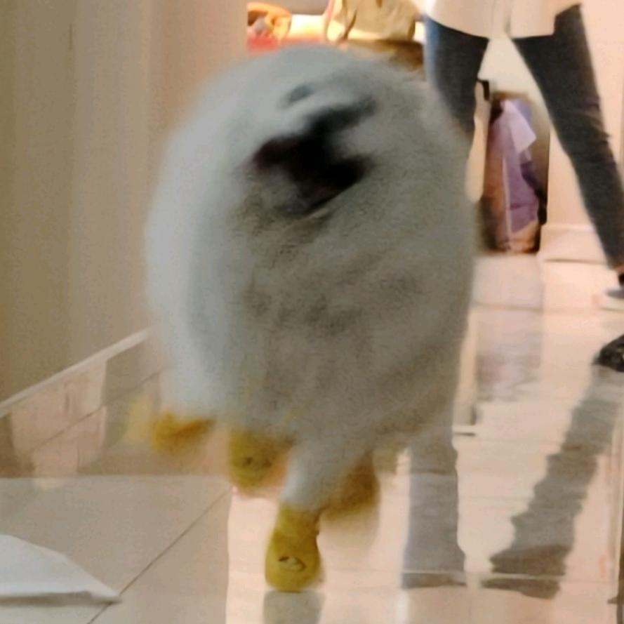 桃总今天横着走