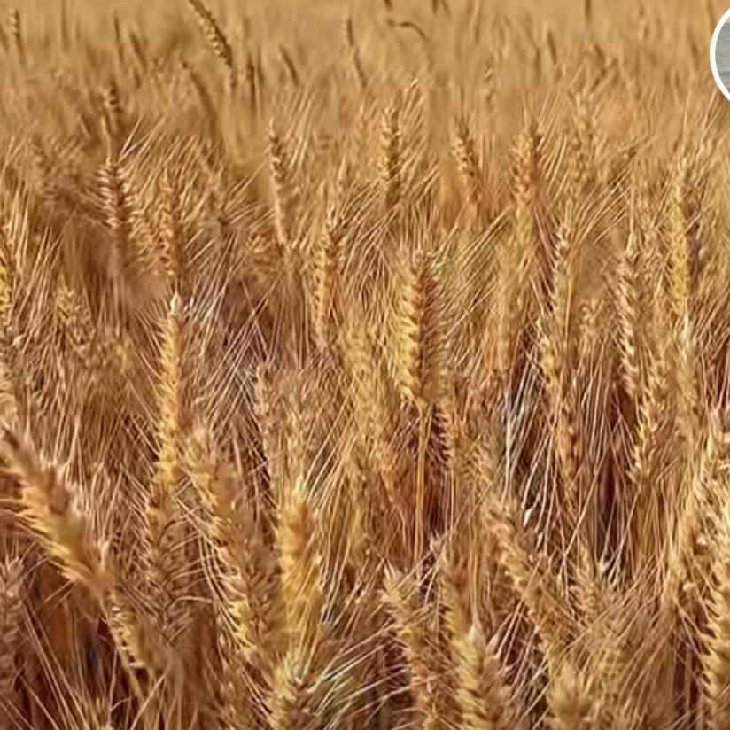 蛮有道李≡ω≡