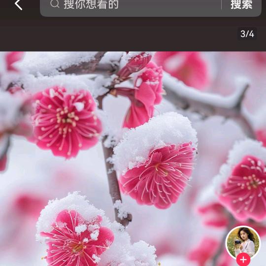 冬天的梅花♣♣