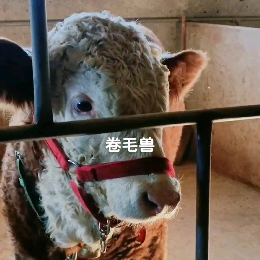 牧牛人→_→小杨