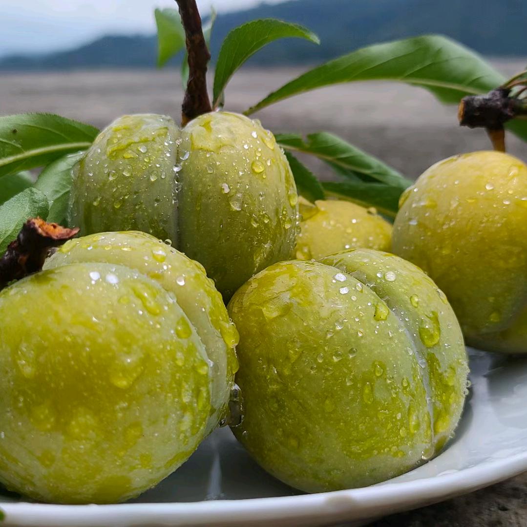 蜂糖李（李逍遥）