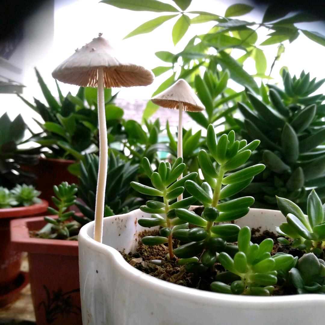 雨尘.