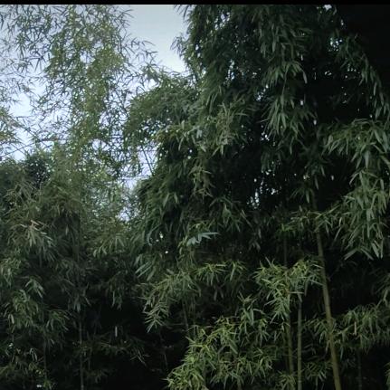 竹影清风