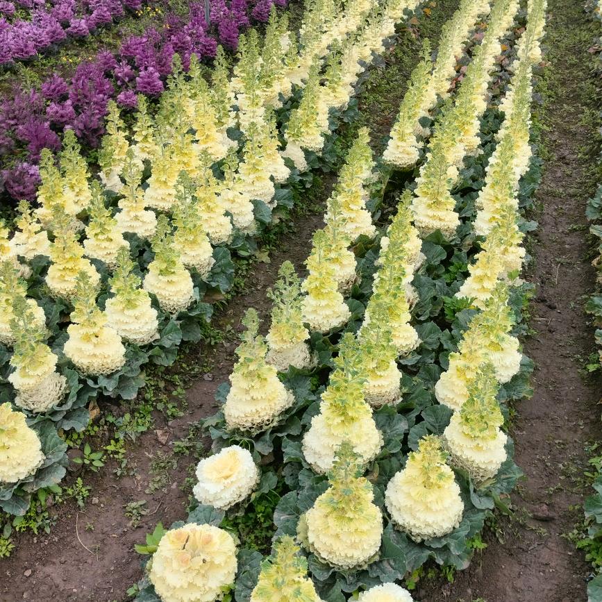 伍姐一条龙七五年了兔