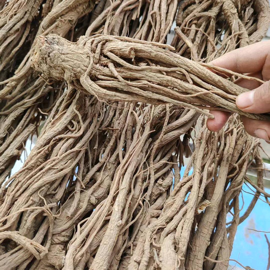 四川中药材当归农场种植专业合作社