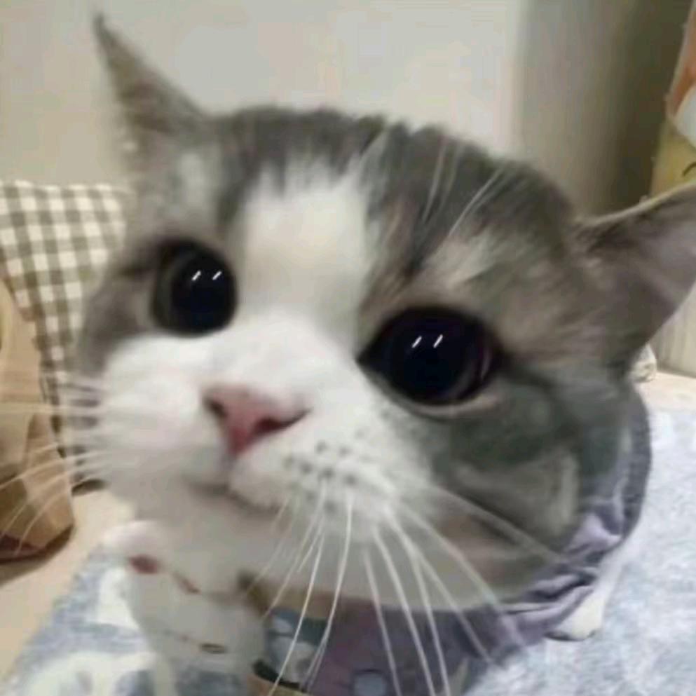 芒果脑袋