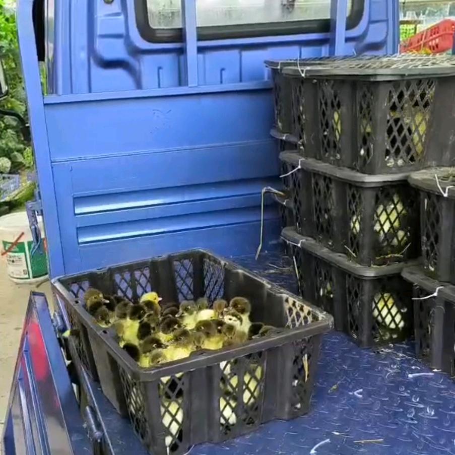 三湖鸡鸭鹅批发