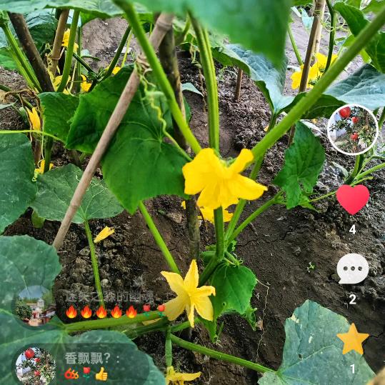 香飘飘？
