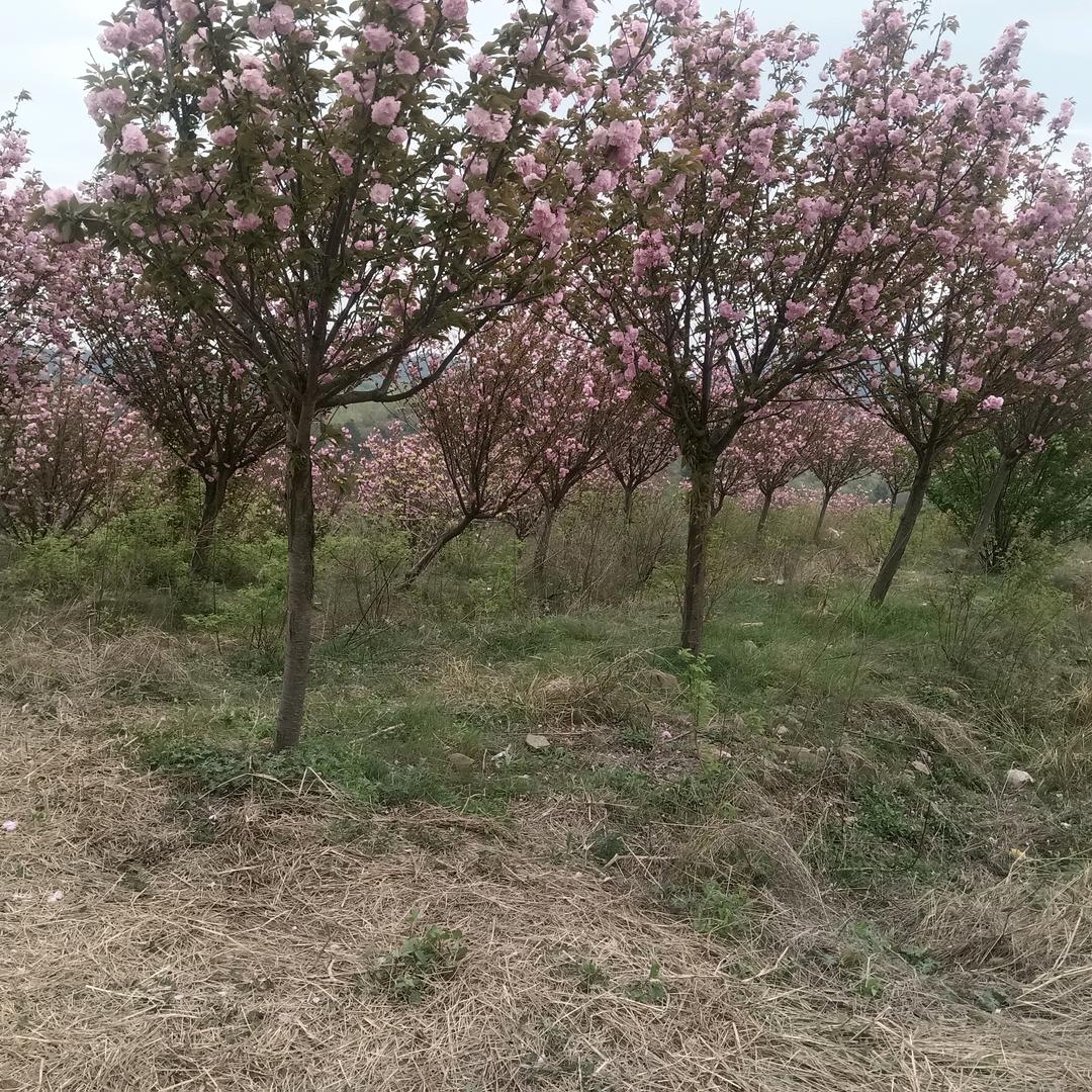 柠檬メ不及你酸