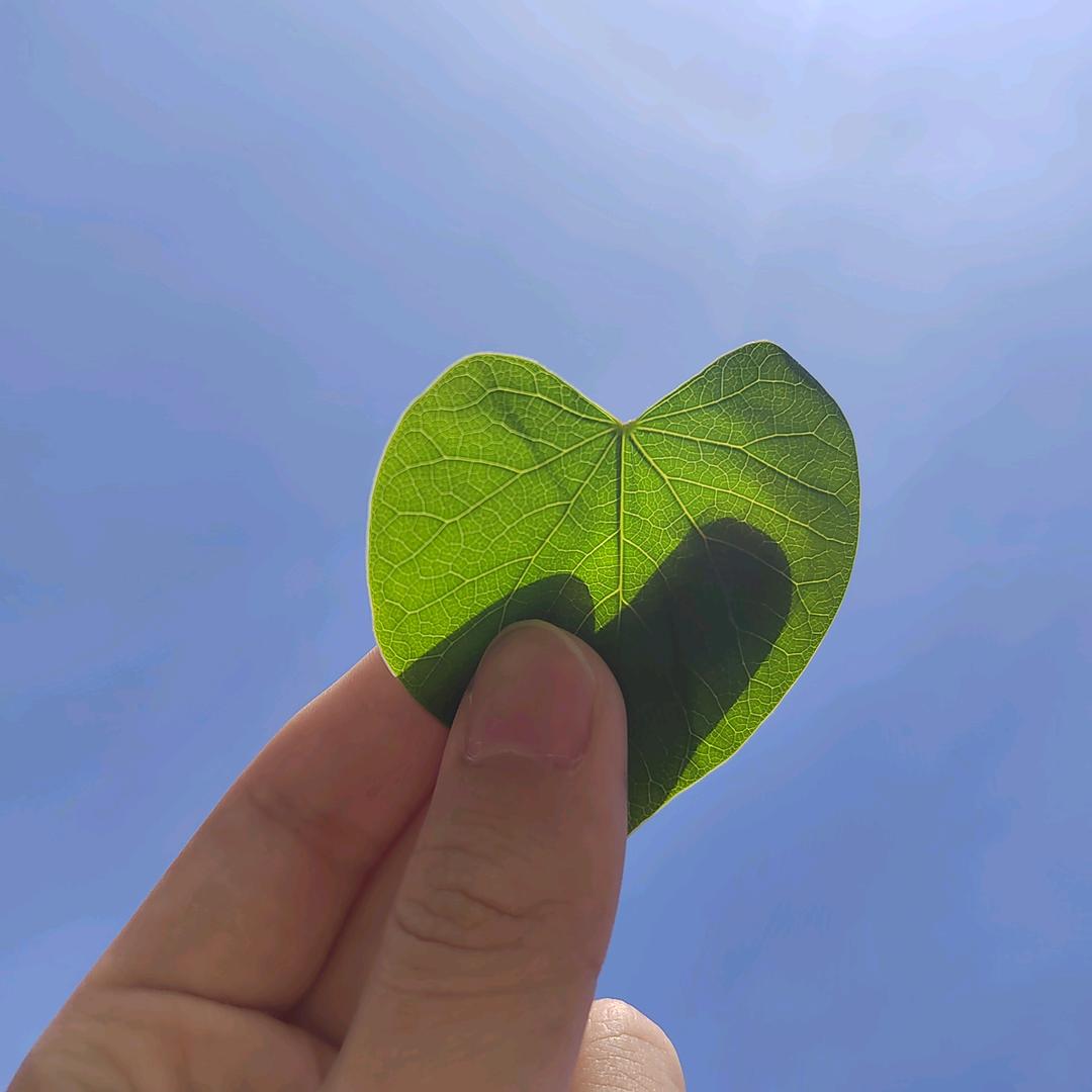 轻烟淼淼