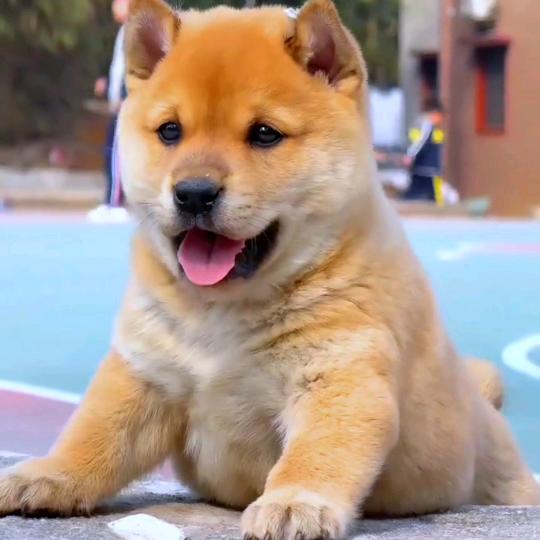 中华田园犬（代淘）