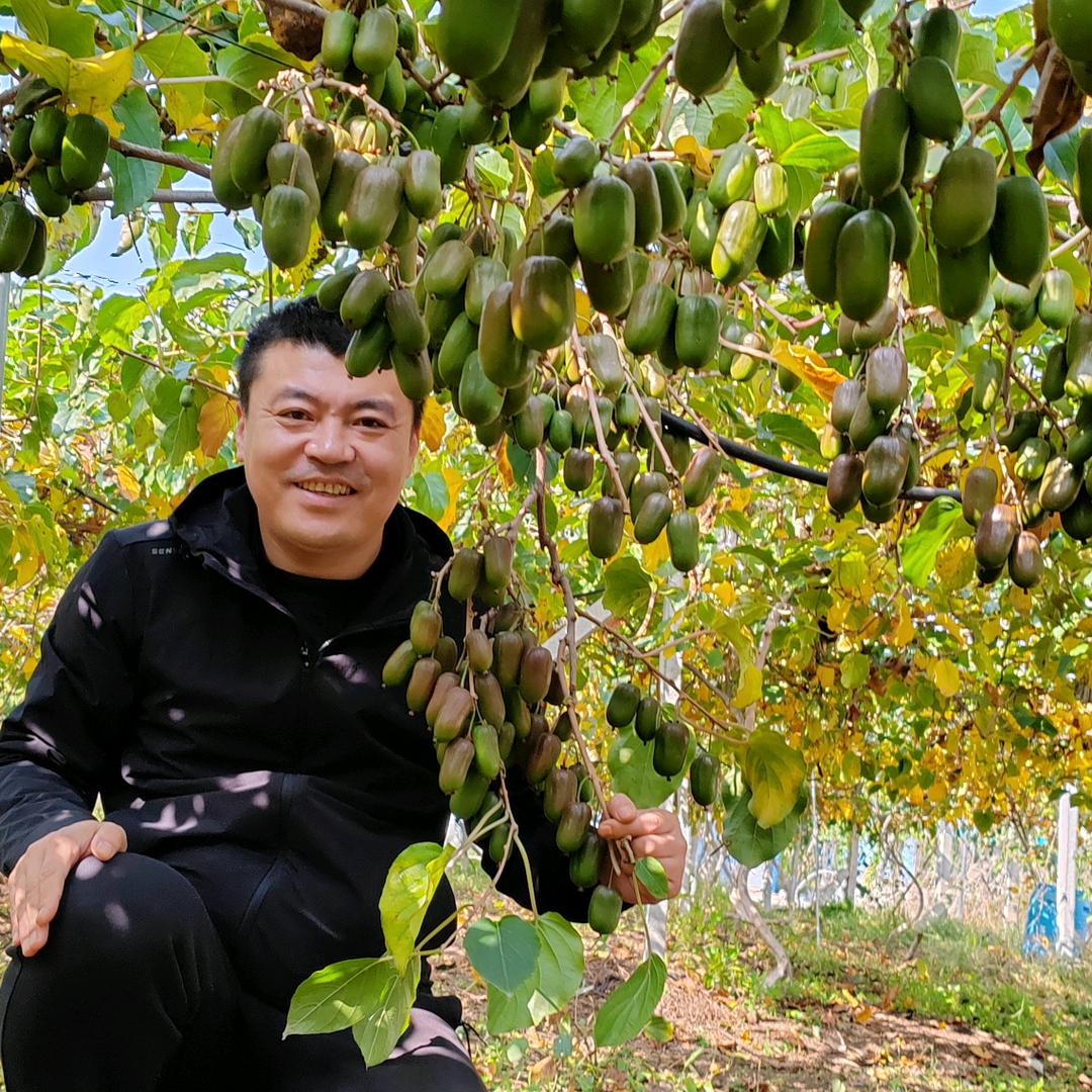 丹东五龙软枣猕猴桃种植基地
