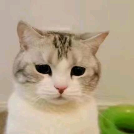 猫笨笨