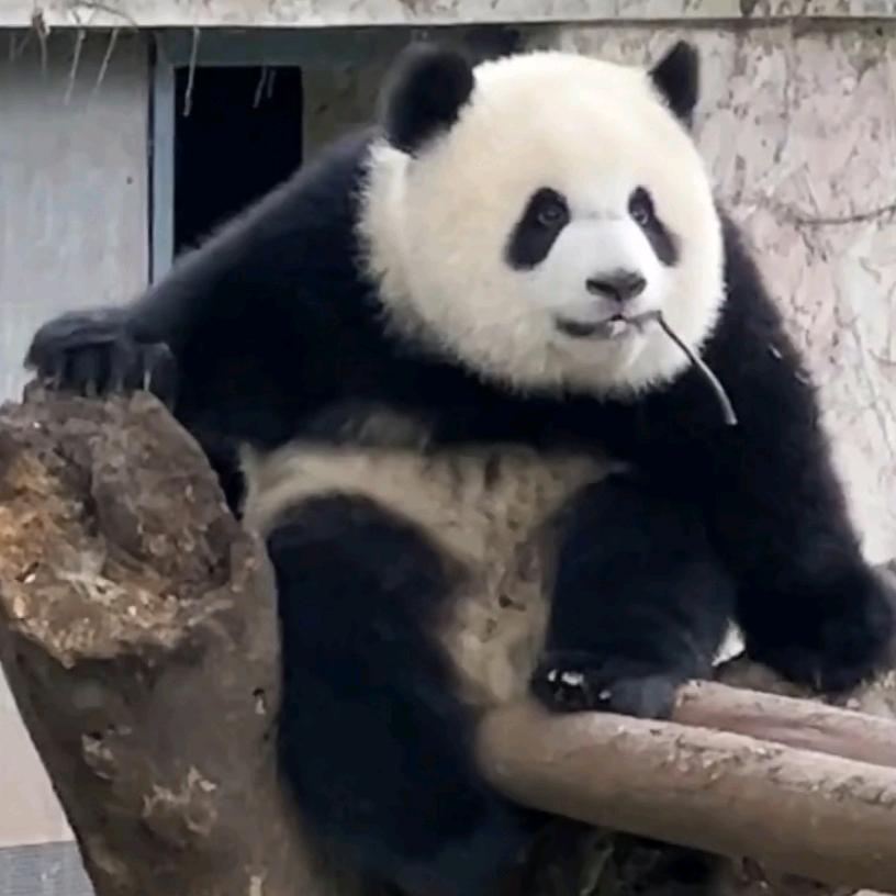 江江啊是天才！