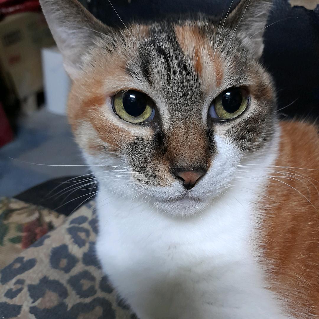 ☪︎🐾熊艾尼🐾☪︎