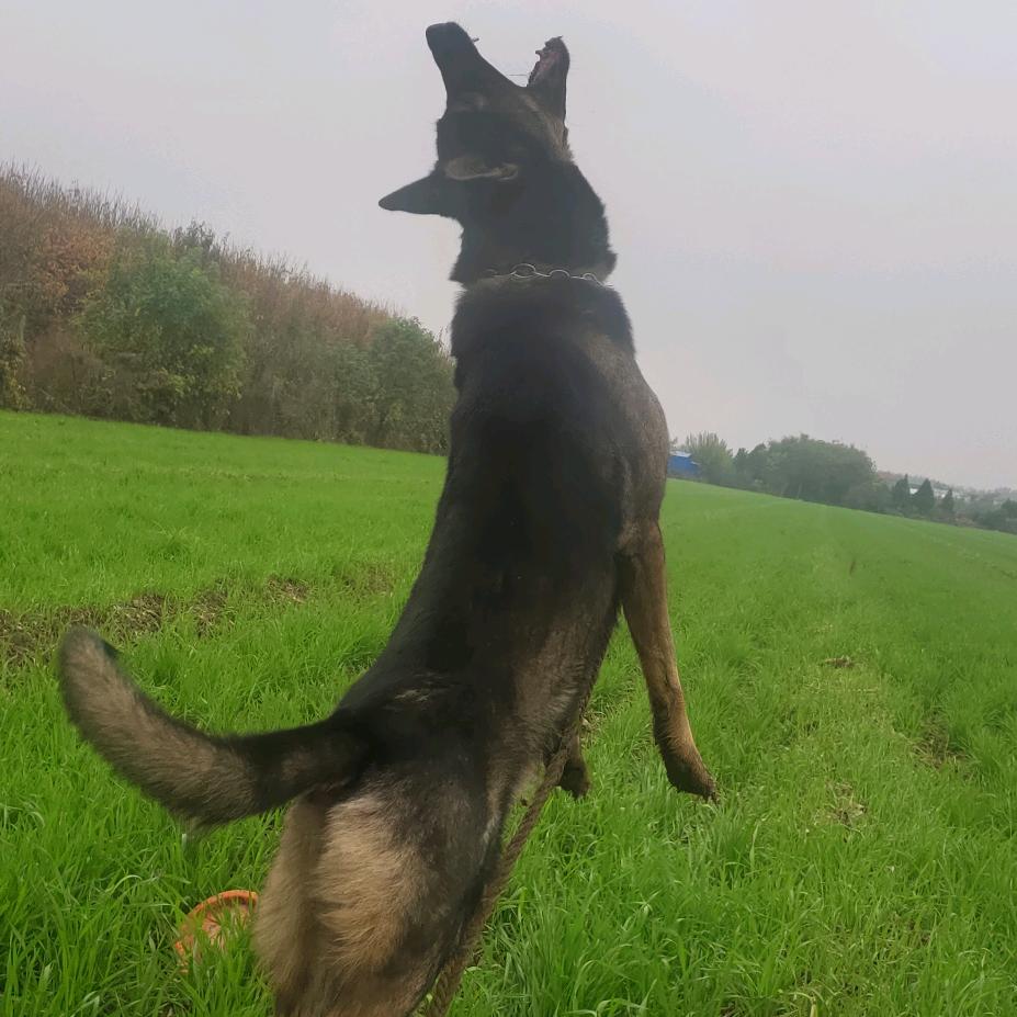 咸阳狼青昆明犬