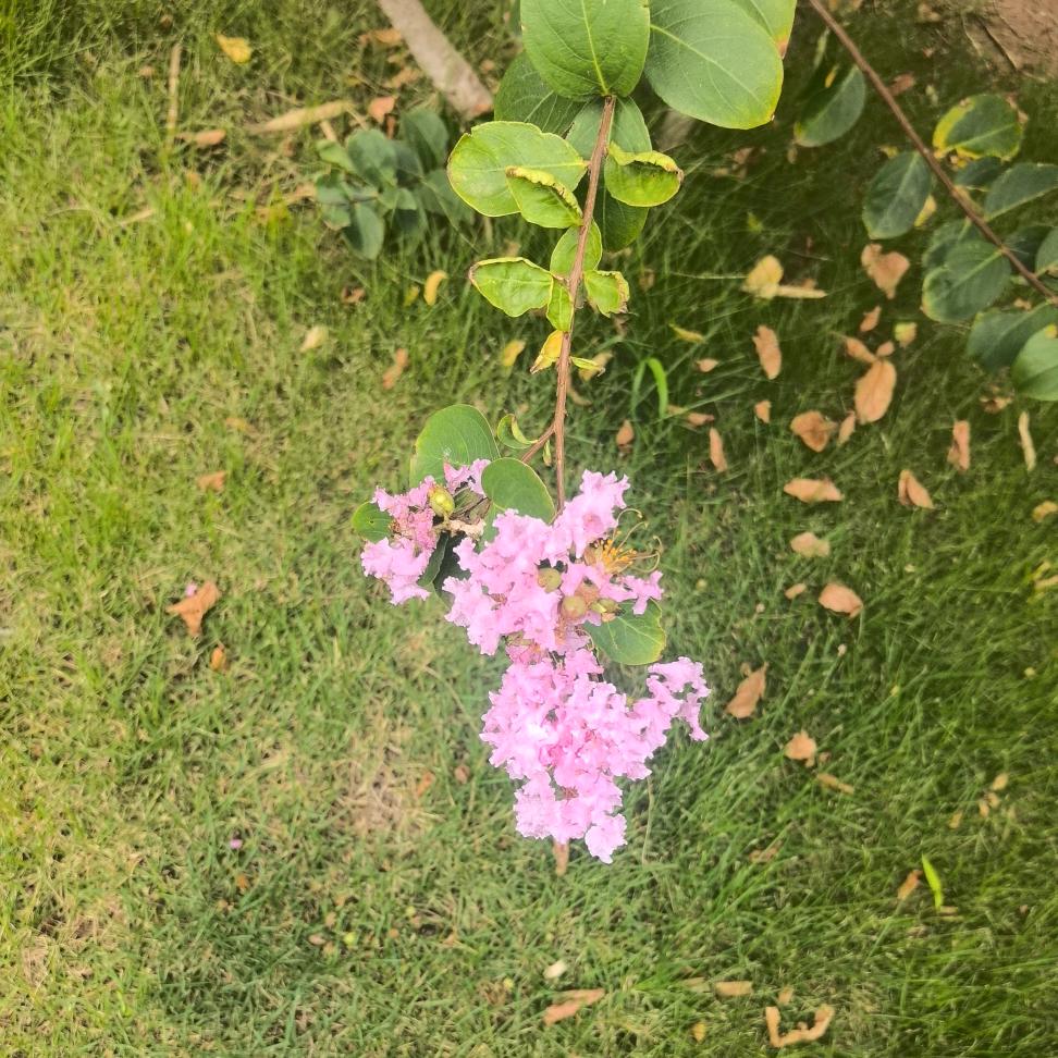 天之涯