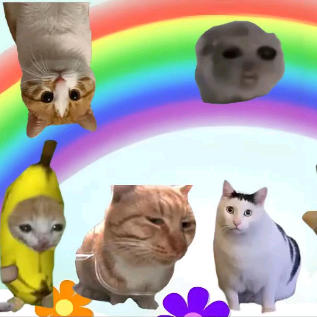 猫meme的故事