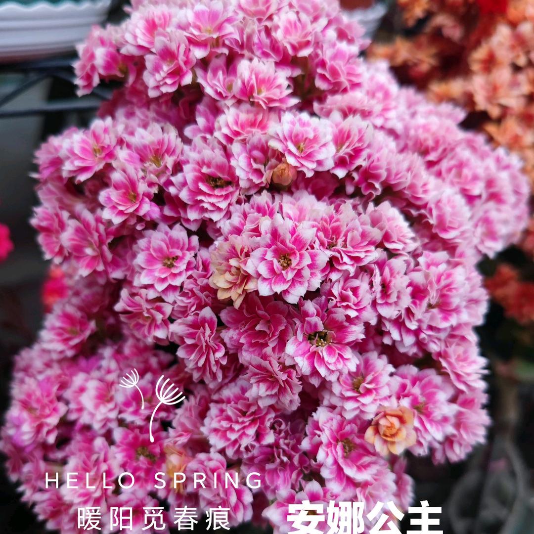 暖阳觅春痕