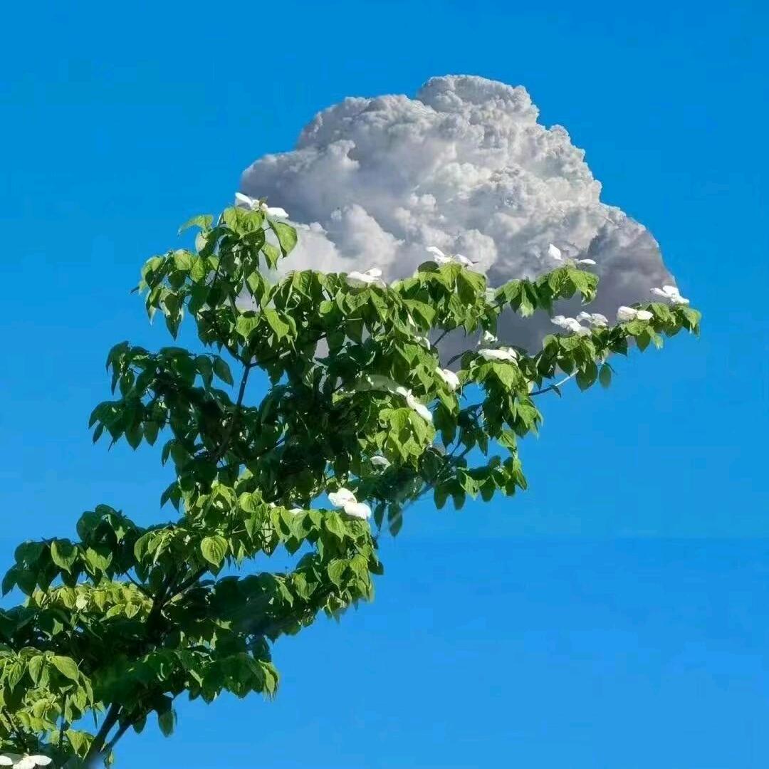 嫣然