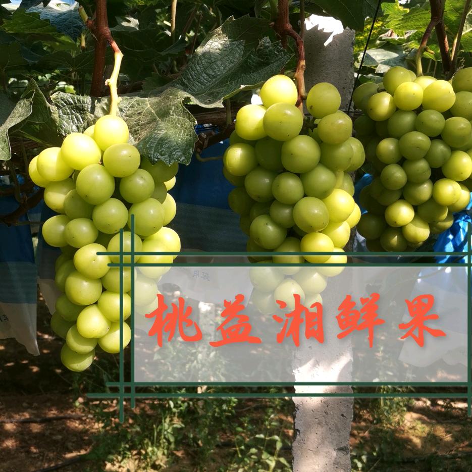 桃江县战友情农场官方号