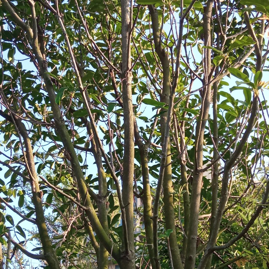 小天 天天向上