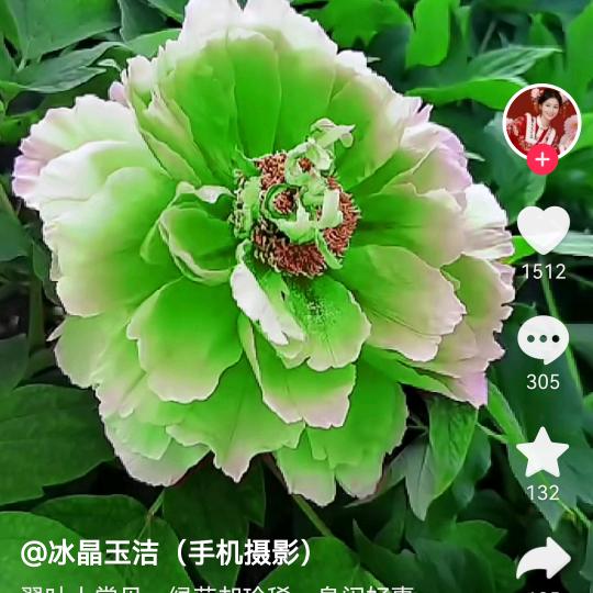 兰青