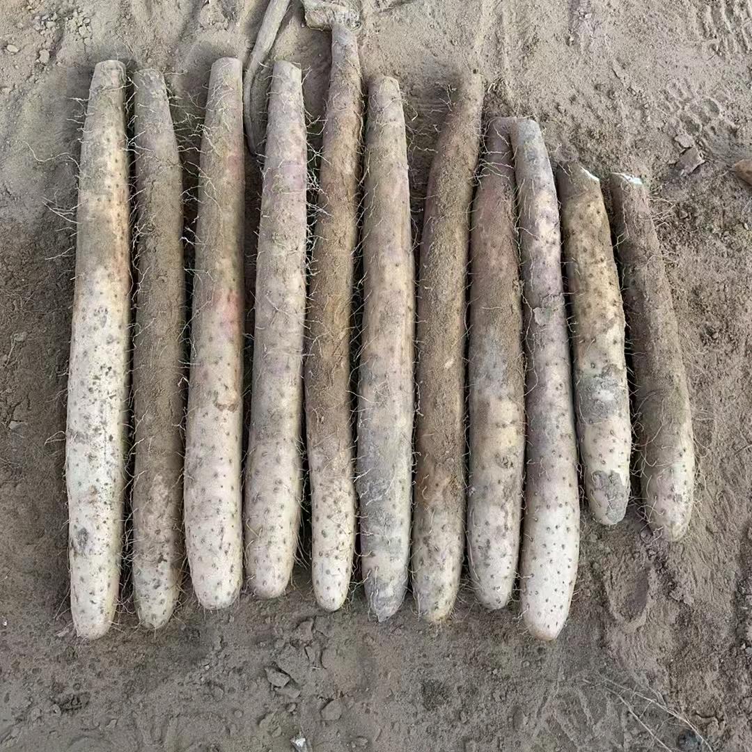 陕北海鱼！山药代办！