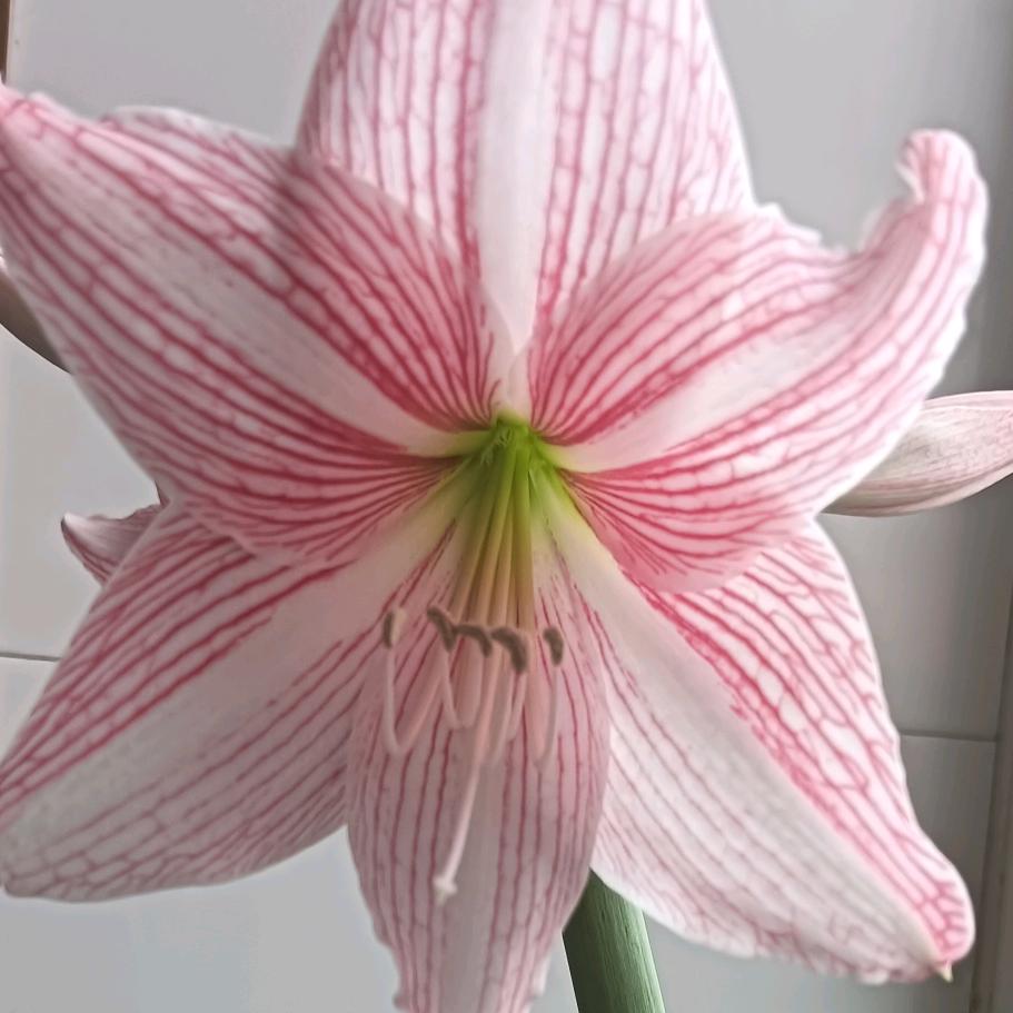 莫珍